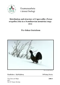 Tetrao Urogallus) Leks in a Scandinavian Mountain Range Area