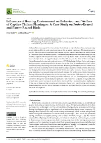Influences of Rearing Environment on Behaviour and Welfare of Captive Chilean Flamingos: a Case Study on Foster-Reared and Paren