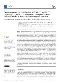 Transparent Transgenic in Vivo Zebrafish Model To