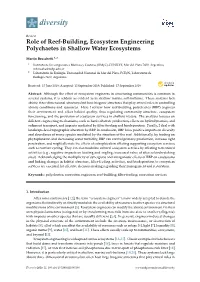 Role of Reef-Building, Ecosystem Engineering Polychaetes in Shallow Water Ecosystems