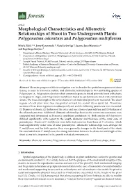 Morphological Characteristics and Allometric Relationships of Shoot in Two Undergrowth Plants: Polygonatum Odoratum and Polygonatum Multiﬂorum