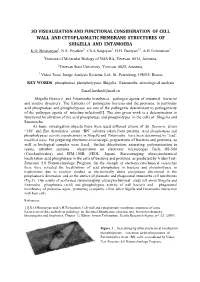 3D Visualization and Functional Consideration of Cell Wall and Cytoplasmatic Membrane Structures of Shigella and Entamoeba K.O