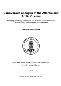 Carnivorous Sponges of the Atlantic and Arctic Oceans