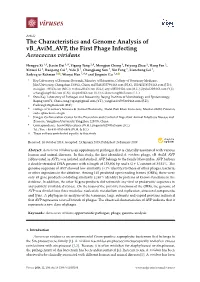 The Characteristics and Genome Analysis of Vb Avim AVP, the First Phage Infecting Aerococcus Viridans