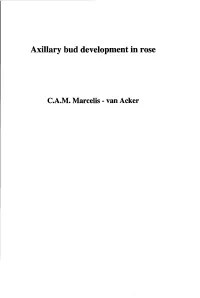 Axillary Bud Development in Rose