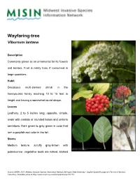 Wayfaring-Tree Viburnum Lantana