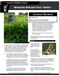Common Burdock