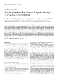 Neurotrophin-Dependent Dendritic Filopodial Motility: a Convergence on PI3K Signaling