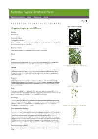 Cryptostegia Grandiflora Click on Images to Enlarge