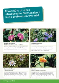 About 80% of Vines Introduced to New Zealand Cause Problems in the Wild