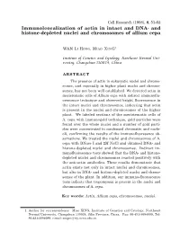 Immunolcocalization of Actin in Intact and DNA- and Histone-Depleted Nuclei and Chromosomes of Allium Cepa