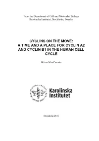 A Time and a Place for Cyclin A2 and Cyclin B1 in the Human Cell Cycle