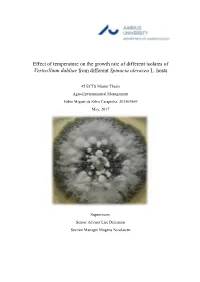 Effect of Temperature on the Growth Rate of Different Isolates of Verticillium Dahliae from Different Spinacia Oleracea L