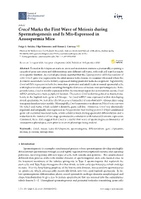 Cracd Marks the First Wave of Meiosis During Spermatogenesis and Is Mis-Expressed in Azoospermia Mice