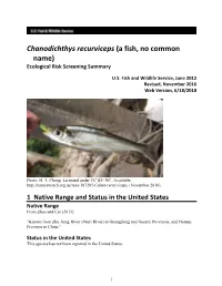 Chanodichthys Recurviceps (A Fish, No Common Name) Ecological Risk Screening Summary
