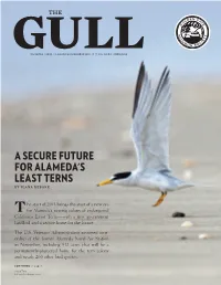 A SECURE FUTURE for ALAMEDA's LEAST TERNS by Ilana Debare