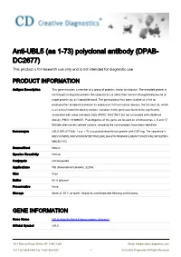 Anti-UBL5 (Aa 1-73) Polyclonal Antibody (DPAB- DC2677) This Product Is for Research Use Only and Is Not Intended for Diagnostic Use
