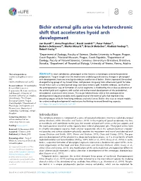 Bichir External Gills Arise Via Heterochronic Shift That Accelerates