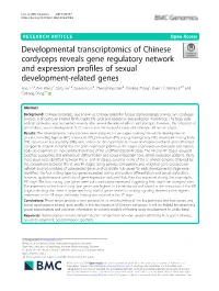 Developmental Transcriptomics of Chinese Cordyceps Reveals Gene