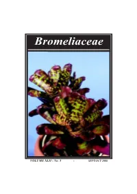 Mosquitos and Bromeliads in Townsville