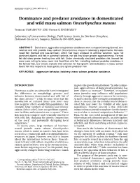 Dominance and Predator Avoidance in Domesticated and Wild Masu Salmon Oncorhynchus Masou