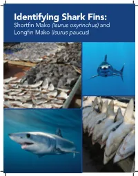 Identifying Shark Fins