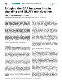 Bridging the GAP Between Insulin Signaling and GLUT4 Translocation
