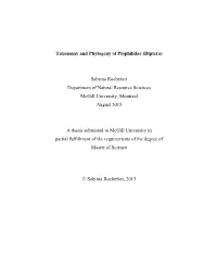 Taxonomy and Phylogeny of Piophilidae (Diptera)