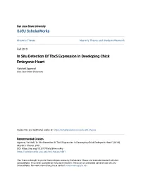 In Situ Detection of Tbx5 Expression in Developing Chick Embryonic Heart