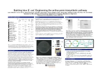 Building Blue E. Coli: Engineering the Anthocyanin Biosynthetic Pathway