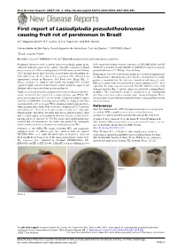 First Report of Lasiodiplodia Pseudotheobromae Causing Fruit Rot of Persimmon in Brazil