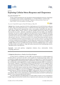 Exploring Cellular Stress Response and Chaperones