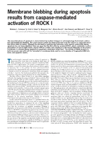 Membrane Blebbing During Apoptosis Results from Caspase-Mediated Activation of ROCK I