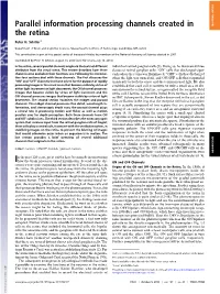 Parallel Information Processing Channels Created in the Retina