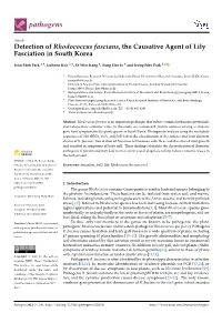 Detection of Rhodococcus Fascians, the Causative Agent of Lily Fasciation in South Korea