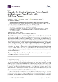 Strategies for Selecting Membrane Protein-Specific Antibodies Using Phage Display with Cell-Based Panning