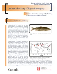 Atlantic Herring (Clupea Harengus)