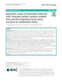 Interaction Study of Pasteurella Multocida with Culturable Aerobic