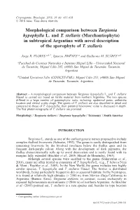 Morphological Comparison Between Targionia Hypophylla L. and T