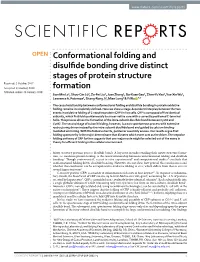 Conformational Folding and Disulfide Bonding Drive Distinct Stages Of