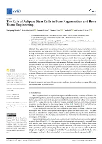 The Role of Adipose Stem Cells in Bone Regeneration and Bone Tissue Engineering
