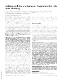 Isolation and Characterization of Lymphocyte-Like Cells from a Lamprey