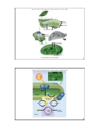 O2 Stroma Photosystem Thylakoid NADP+ ADP + Pi CO2 Sunlight