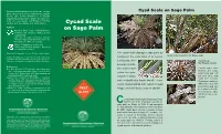 Cycad Scale on Sago Palm