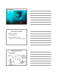 Lab Report Oddities Gametic Life Cycle