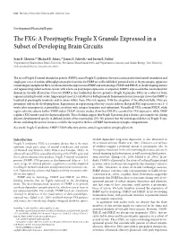 The FXG: a Presynaptic Fragile X Granule Expressed in a Subset of Developing Brain Circuits