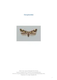 Oecophoridae