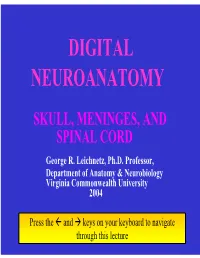 Digital Neuroanatomy