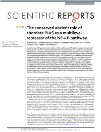 The Conserved Ancient Role of Chordate PIAS As a Multilevel