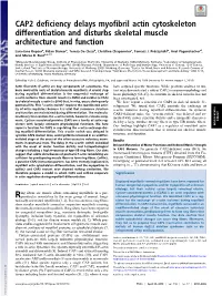 CAP2 Deficiency Delays Myofibril Actin Cytoskeleton Differentiation and Disturbs Skeletal Muscle Architecture and Function